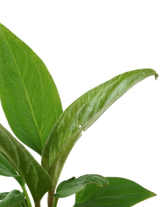 Anthurium jenmanii - The Garden Corner