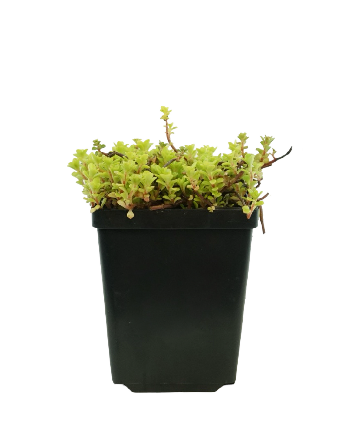 Sedum makinoi 'Ogon'