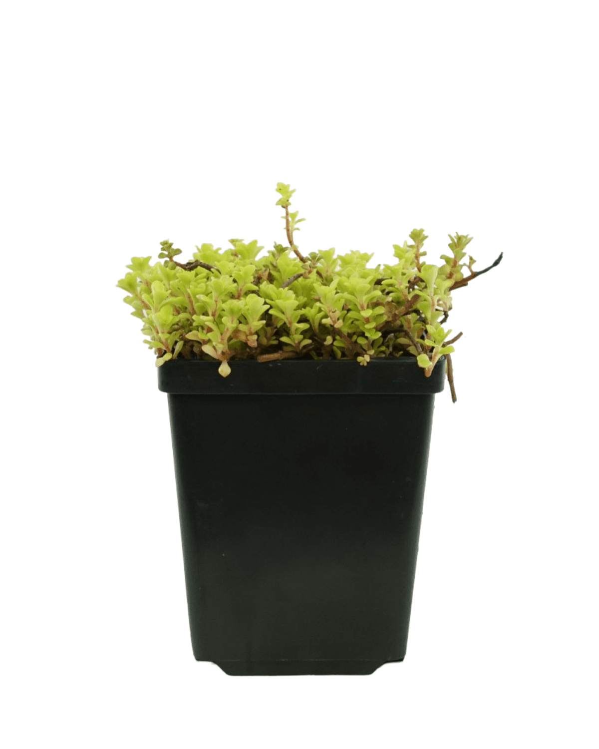 Sedum makinoi 'Ogon' - Perennials