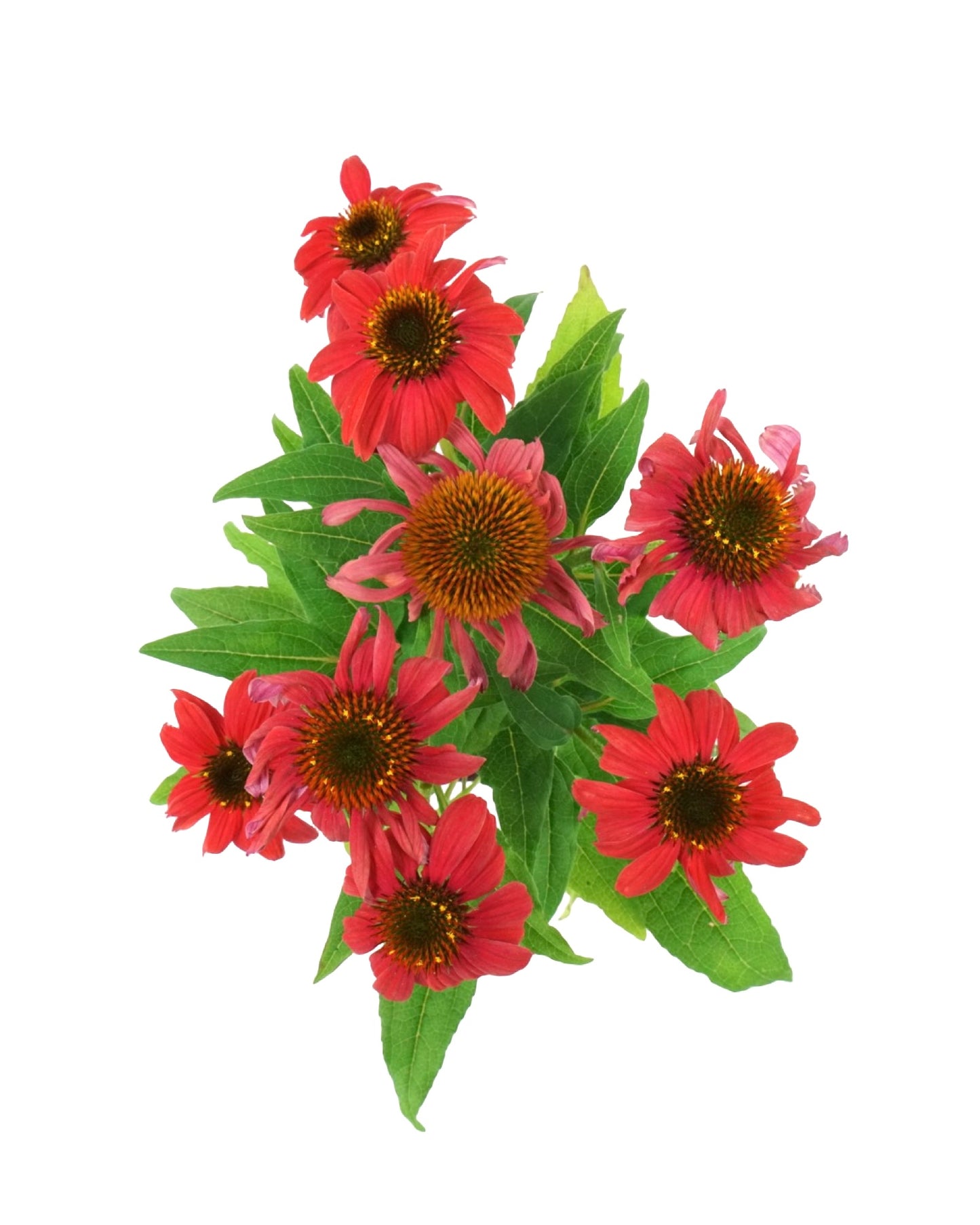 Echinacea Artisan 'Red Ombre'