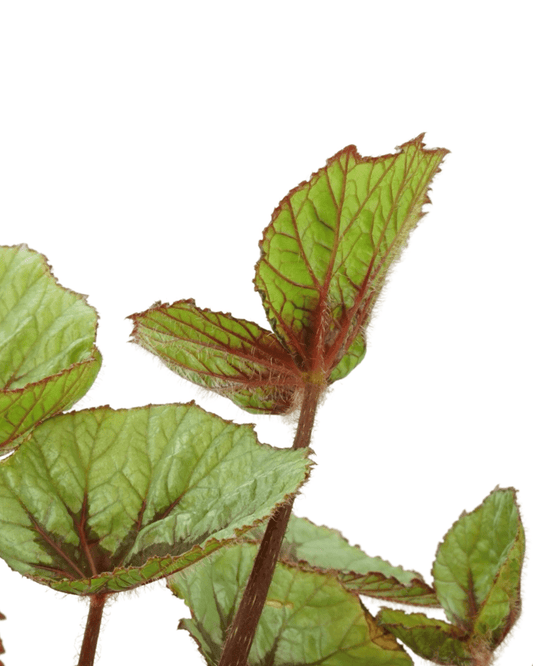 Begonia T - Rex® 'First Blush' - The Garden Corner