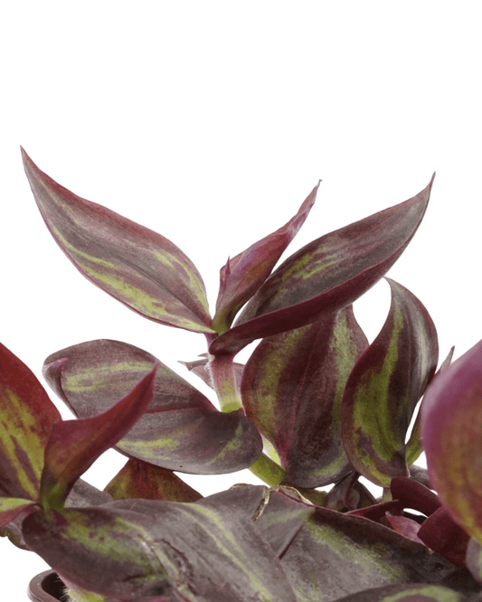 Tradescantia zebrina 'Purpurea' - The Garden Corner