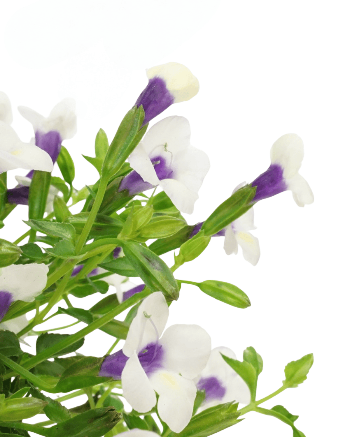 Torenia ‘Catalina Grape-o-licious’ - Annuals