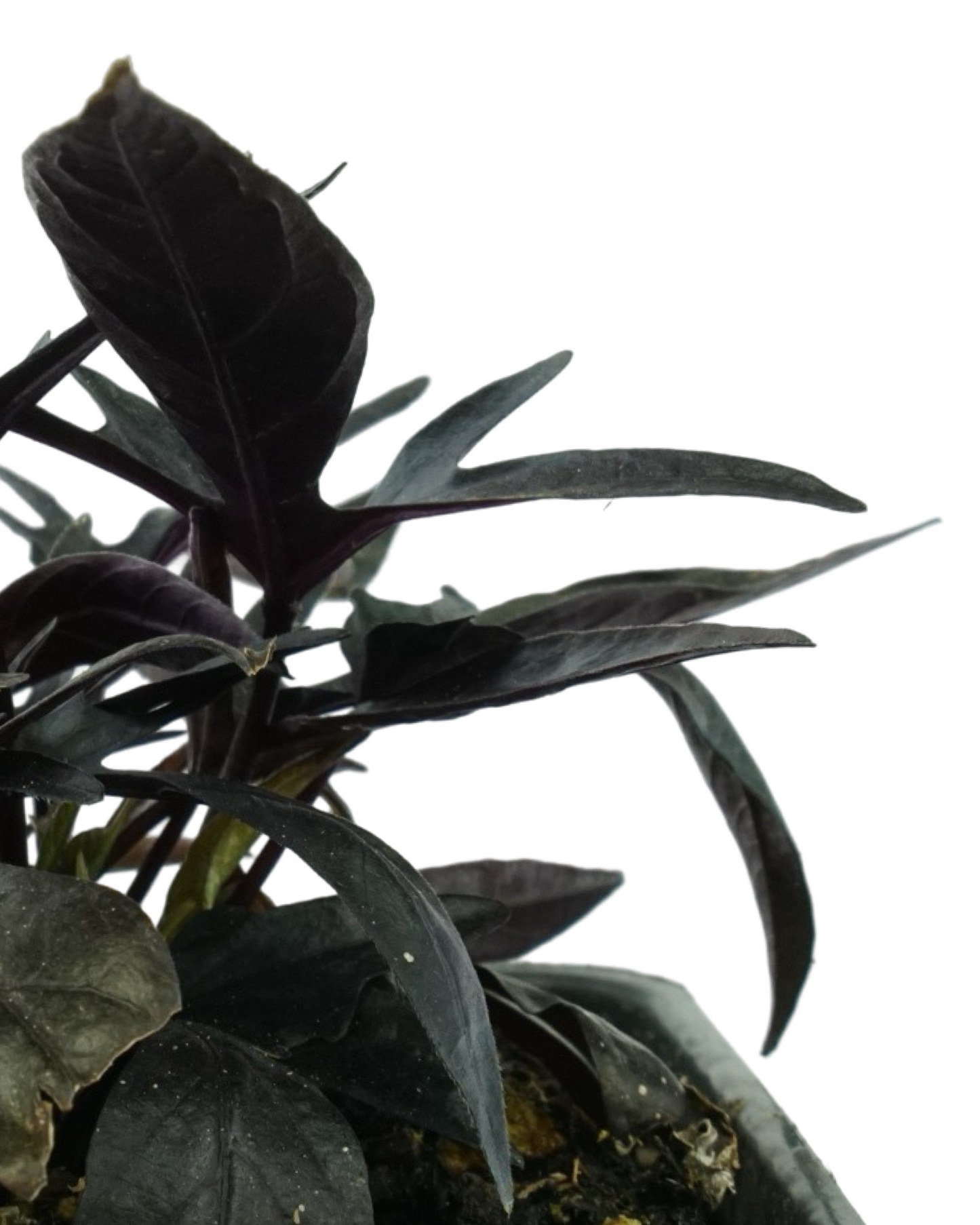 Ipomoea 'Spotlight Black Heart'