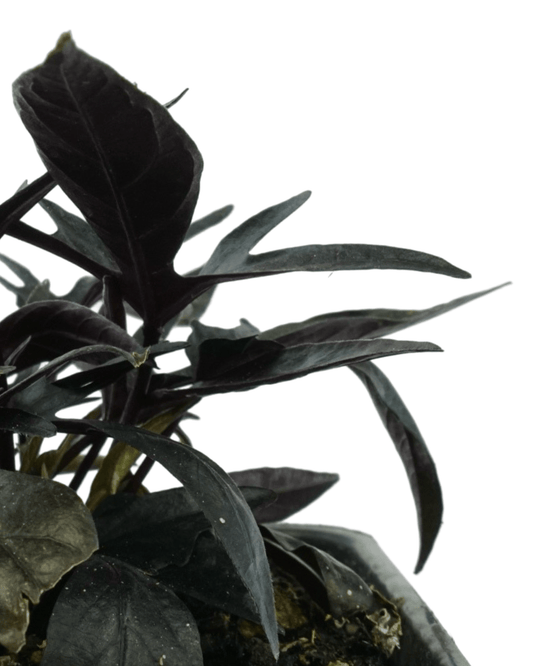 Ipomoea 'Spotlight Black Heart' - The Garden Corner