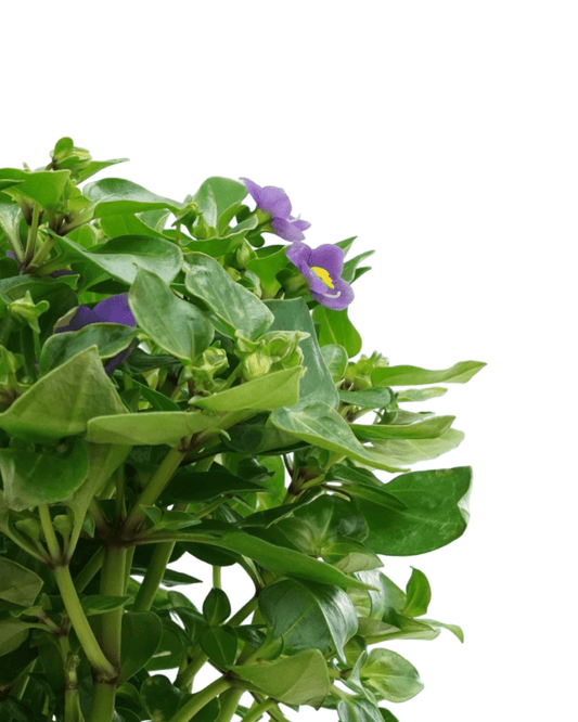 Exacum affine - The Garden Corner