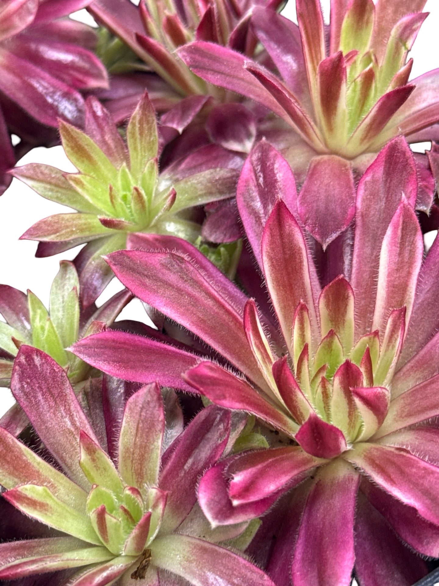 Sempervivum Chick Charms® 'Lotus Blossom' - Groundcovers