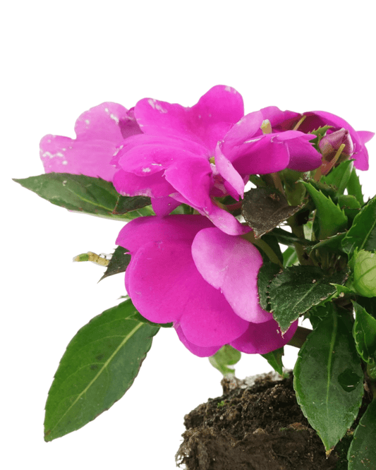 Sunpatiens 'Compact Lilac' - The Garden Corner