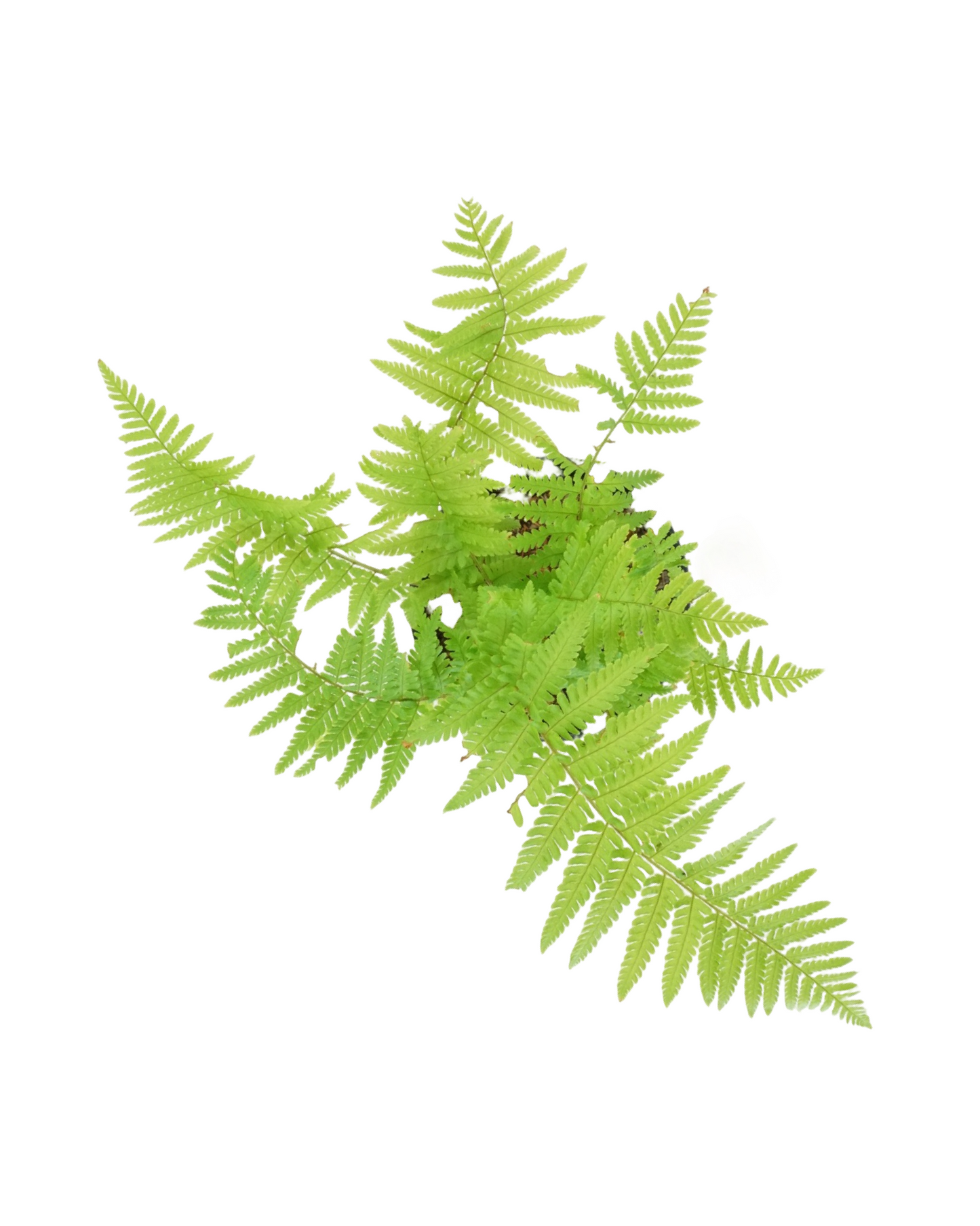 Dryopteris filix-mas 'Male Fern'