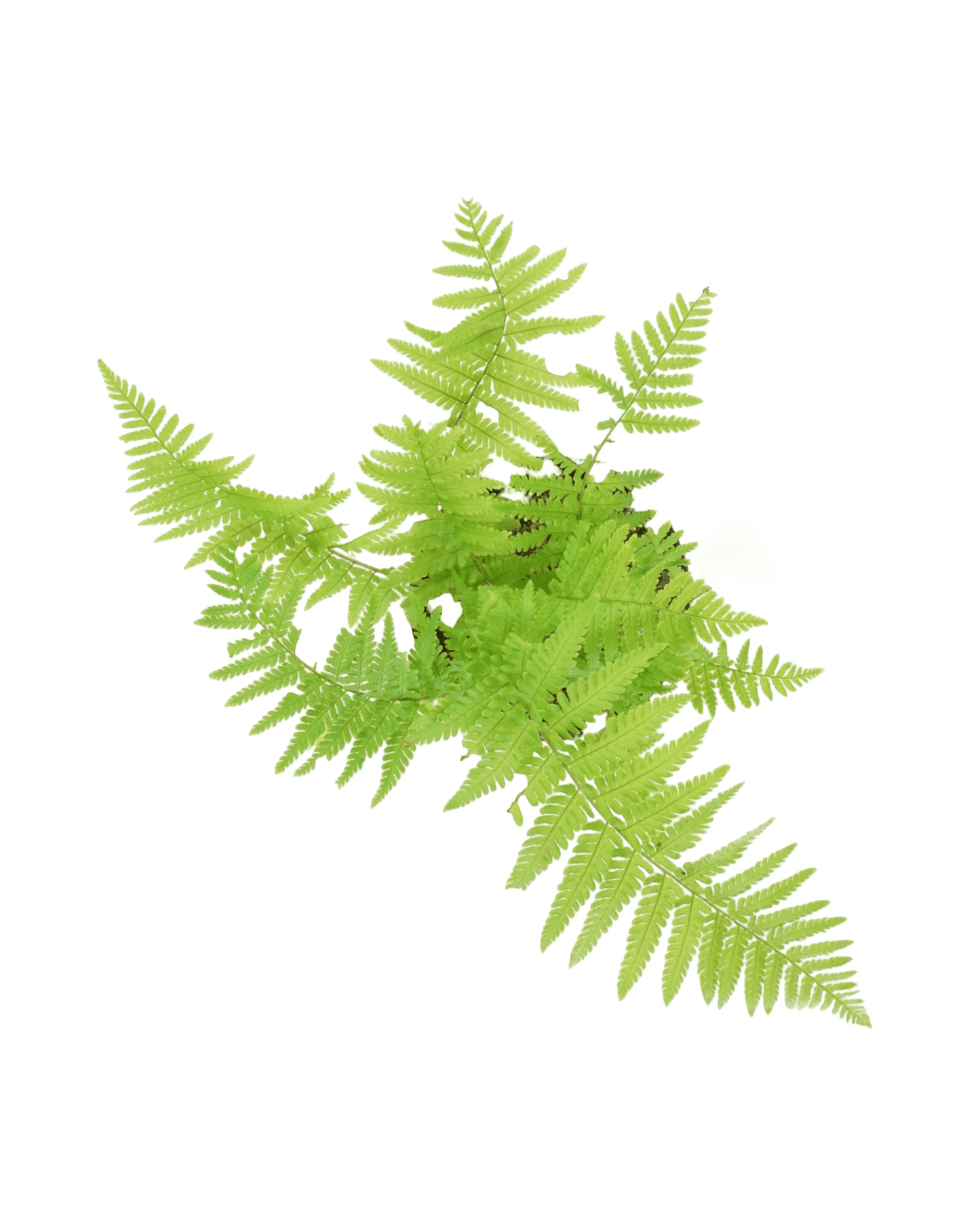 Dryopteris filix - mas 'Male Fern' - The Garden Corner