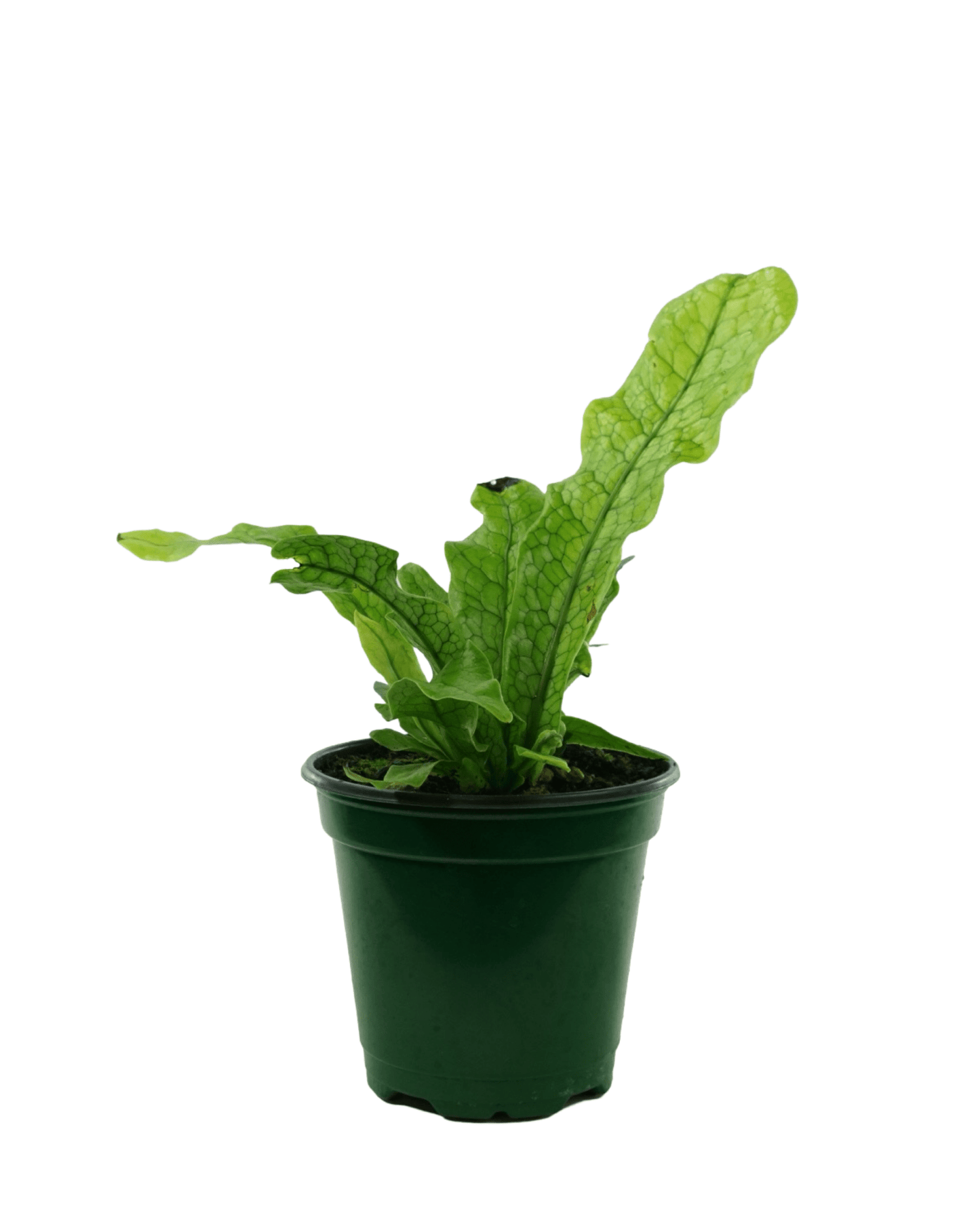 Microsorum musifolium - The Garden Corner