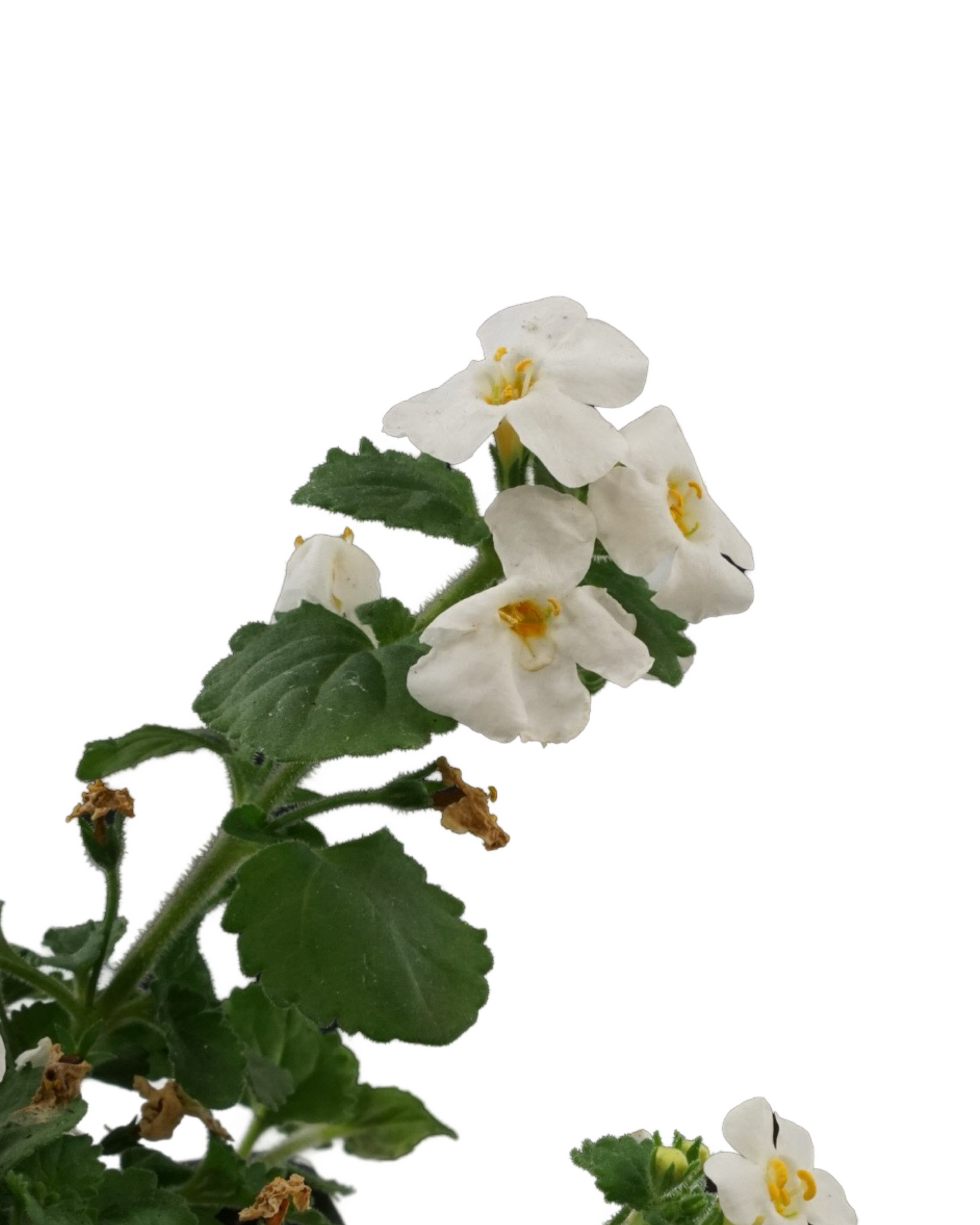 Bacopa 'MegaCopa White'