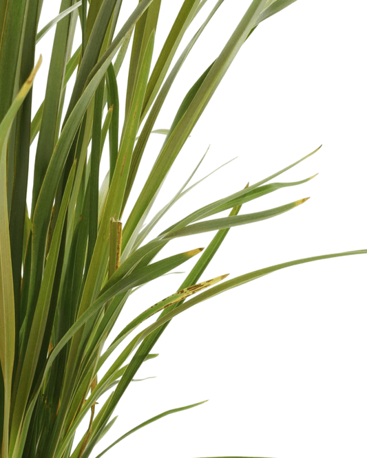 Phormium 'Black Rage' - The Garden Corner