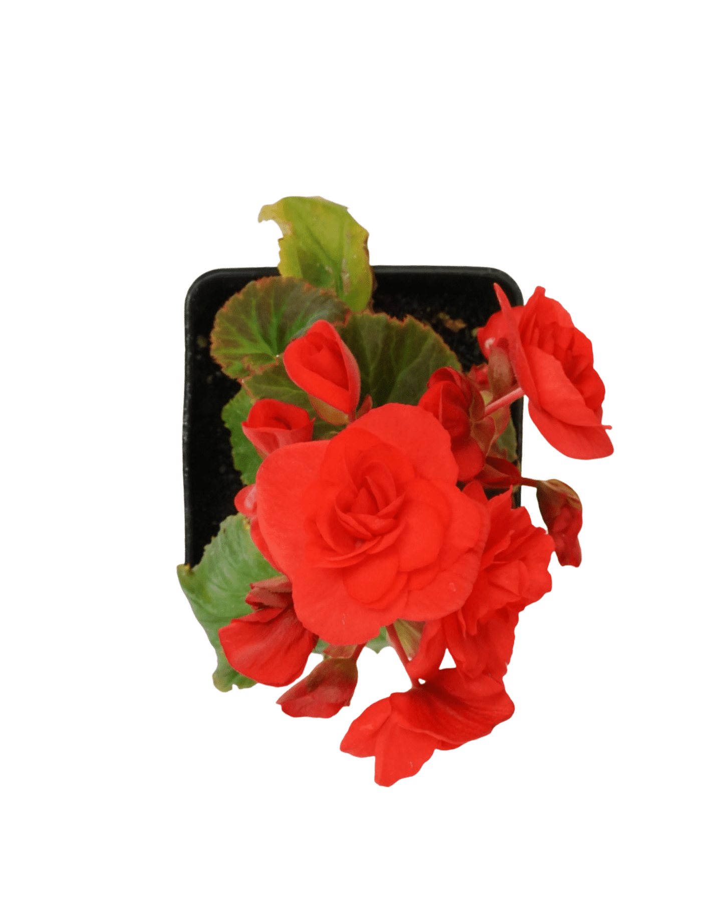 Solar Begonia Red Orange Improved - The Garden Corner