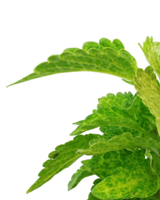 Coleus 'River Walk' 4 Inch - The Garden Corner