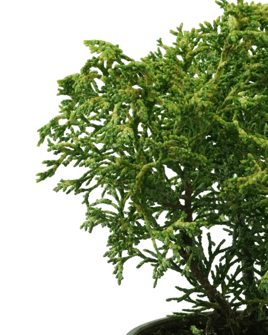Chamaecyparis obtusa 'Mariesii' - The Garden Corner