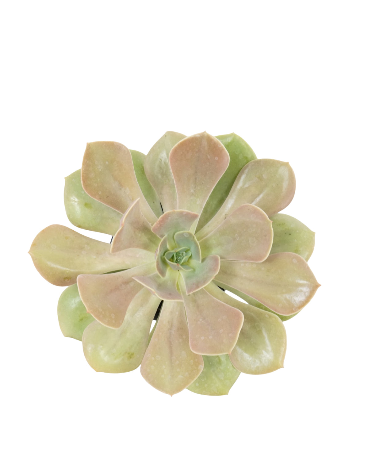 Echeveria 'Lolita' - House Plants