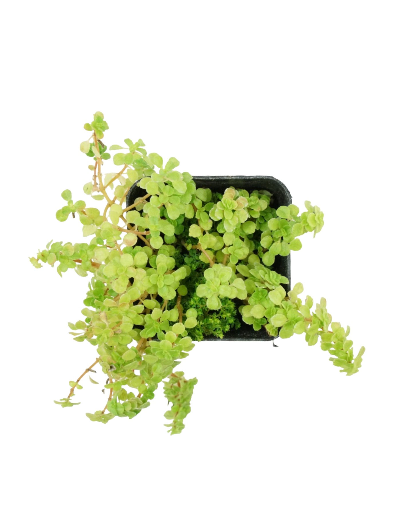 Pilea microphylla - House Plants