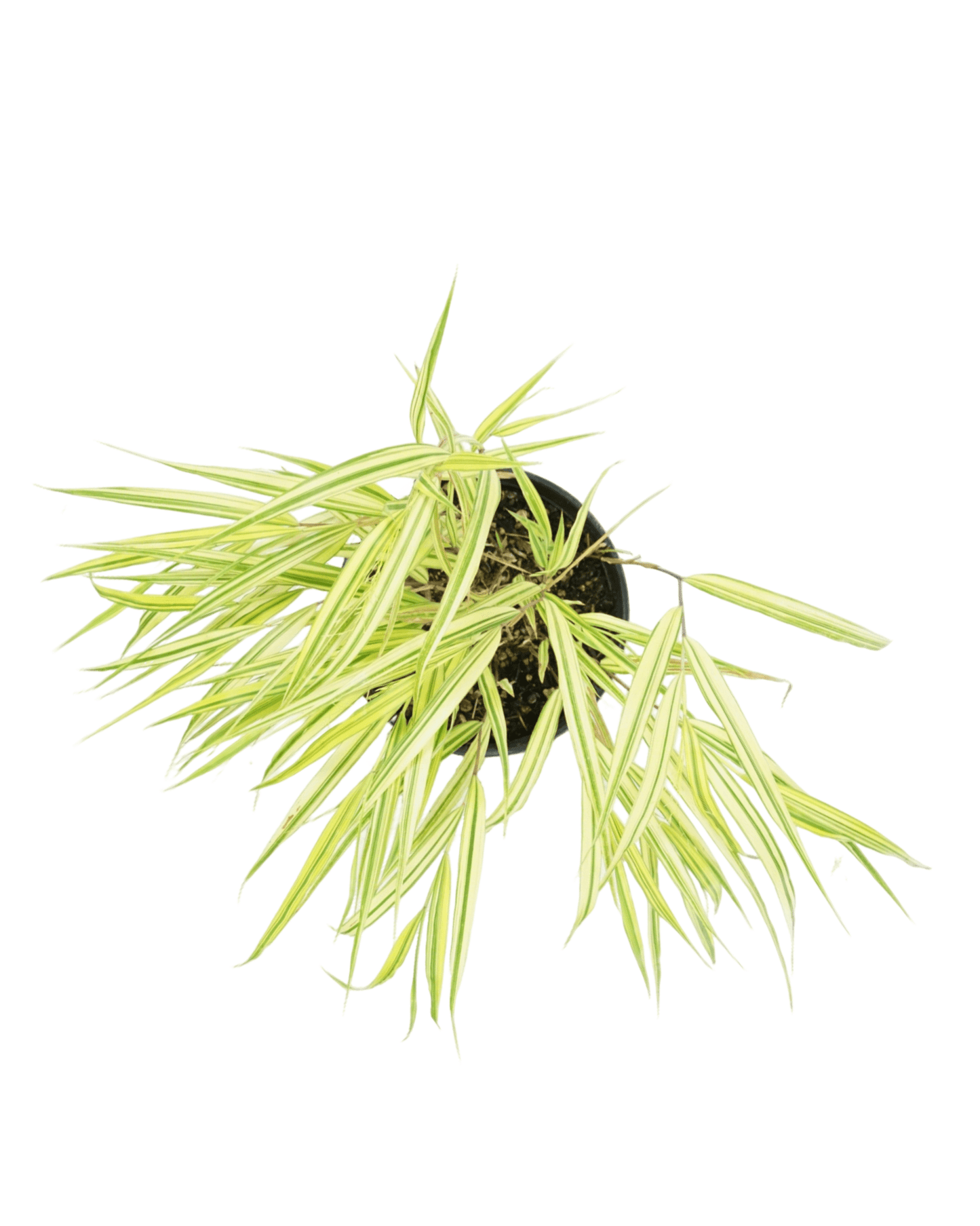 Hakonechloa macra 'Aureola' - Perennials