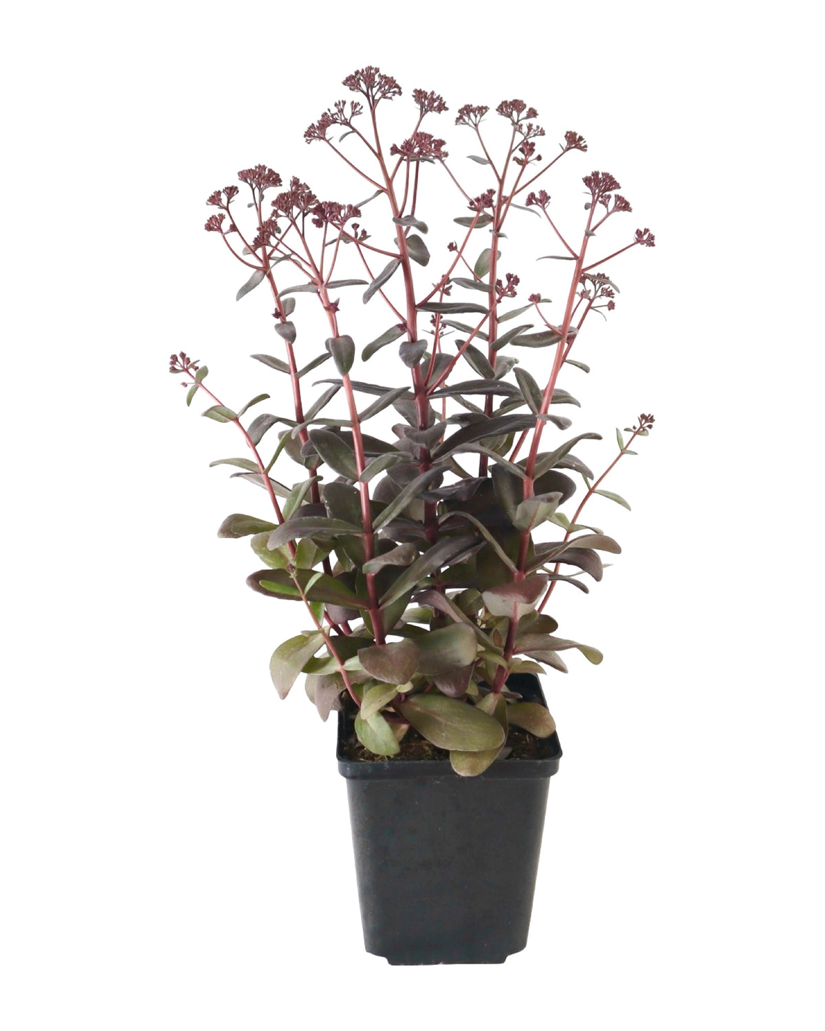 Sedum 'Desert Black' - Perennials