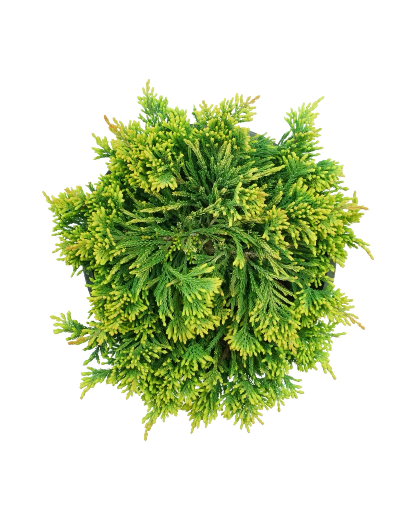 Juniperus horizontalis 'Mother Lode'