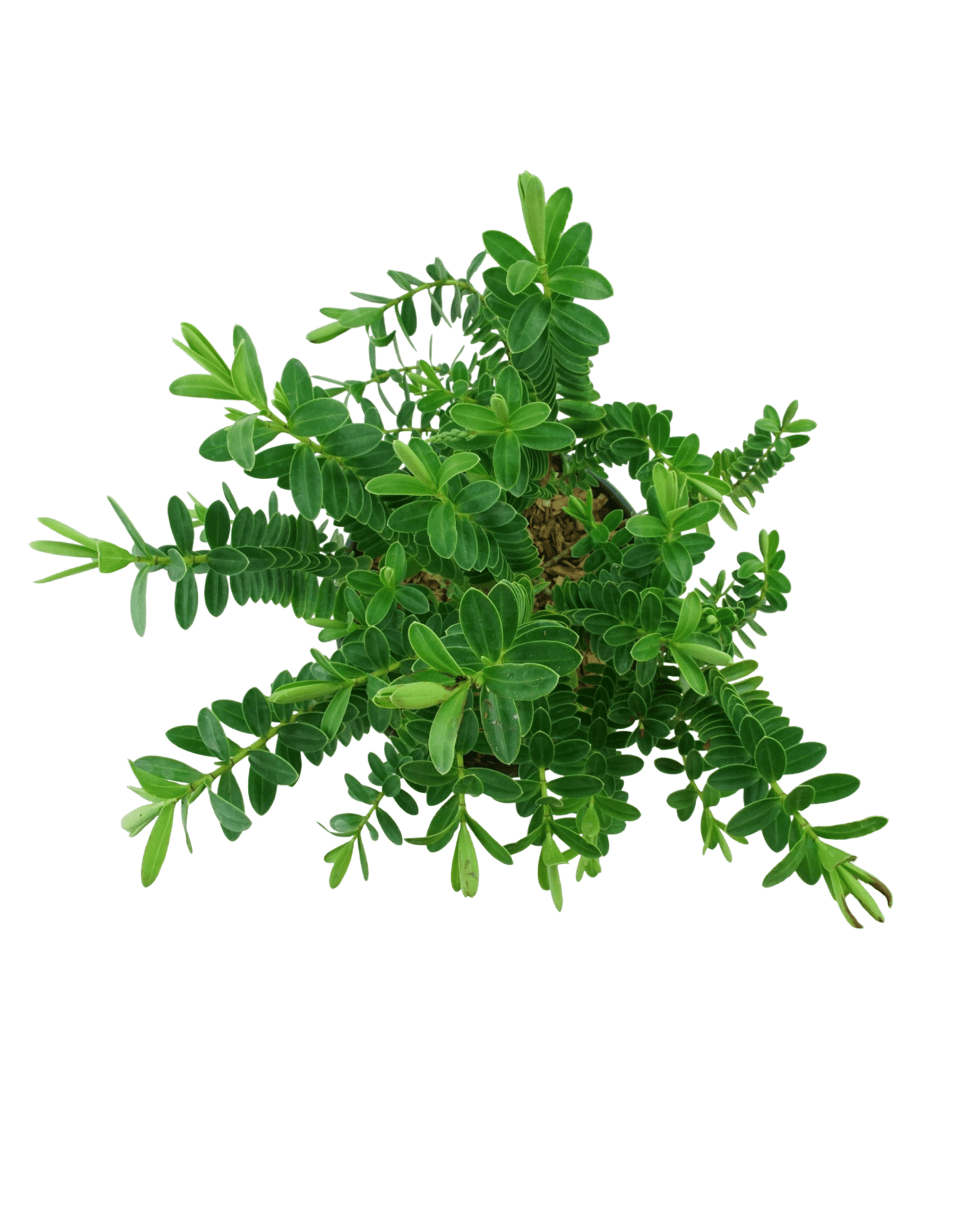 Hebe x 'Milkyway' - The Garden Corner