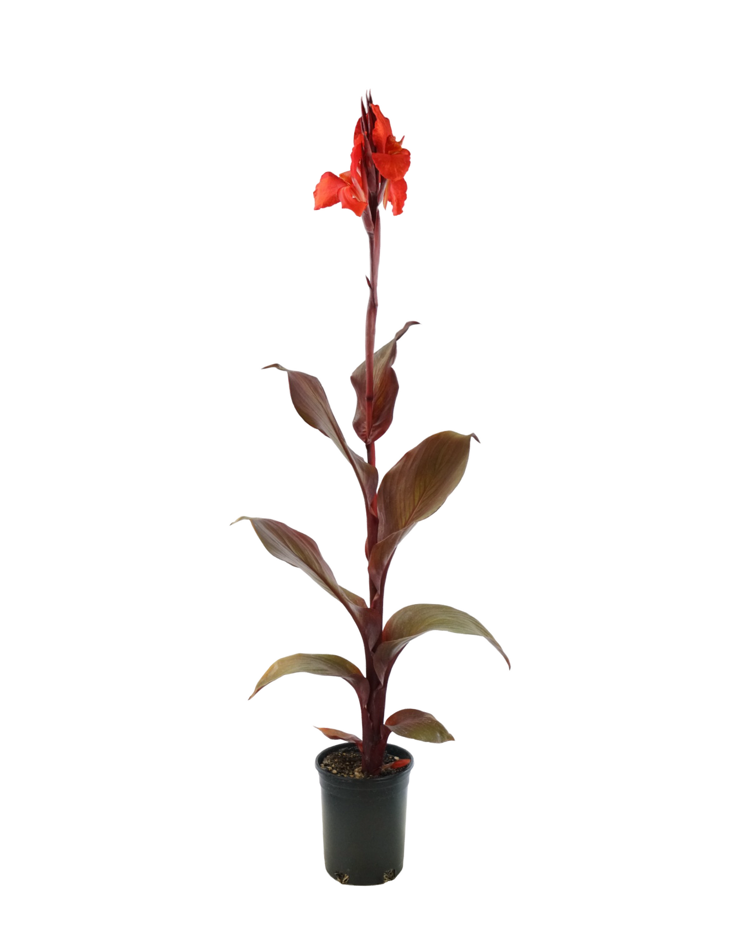 Canna 'Red Velvet'