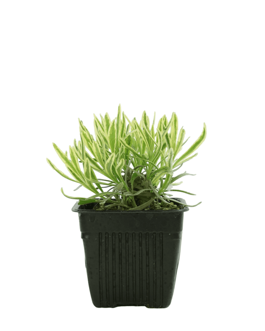 Lavandula angustifolia 'Platinum Blonde' - The Garden Corner