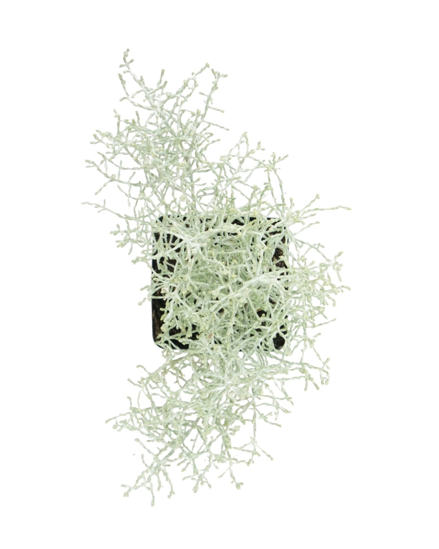 Calocephalus 'Silver Stone' - The Garden Corner