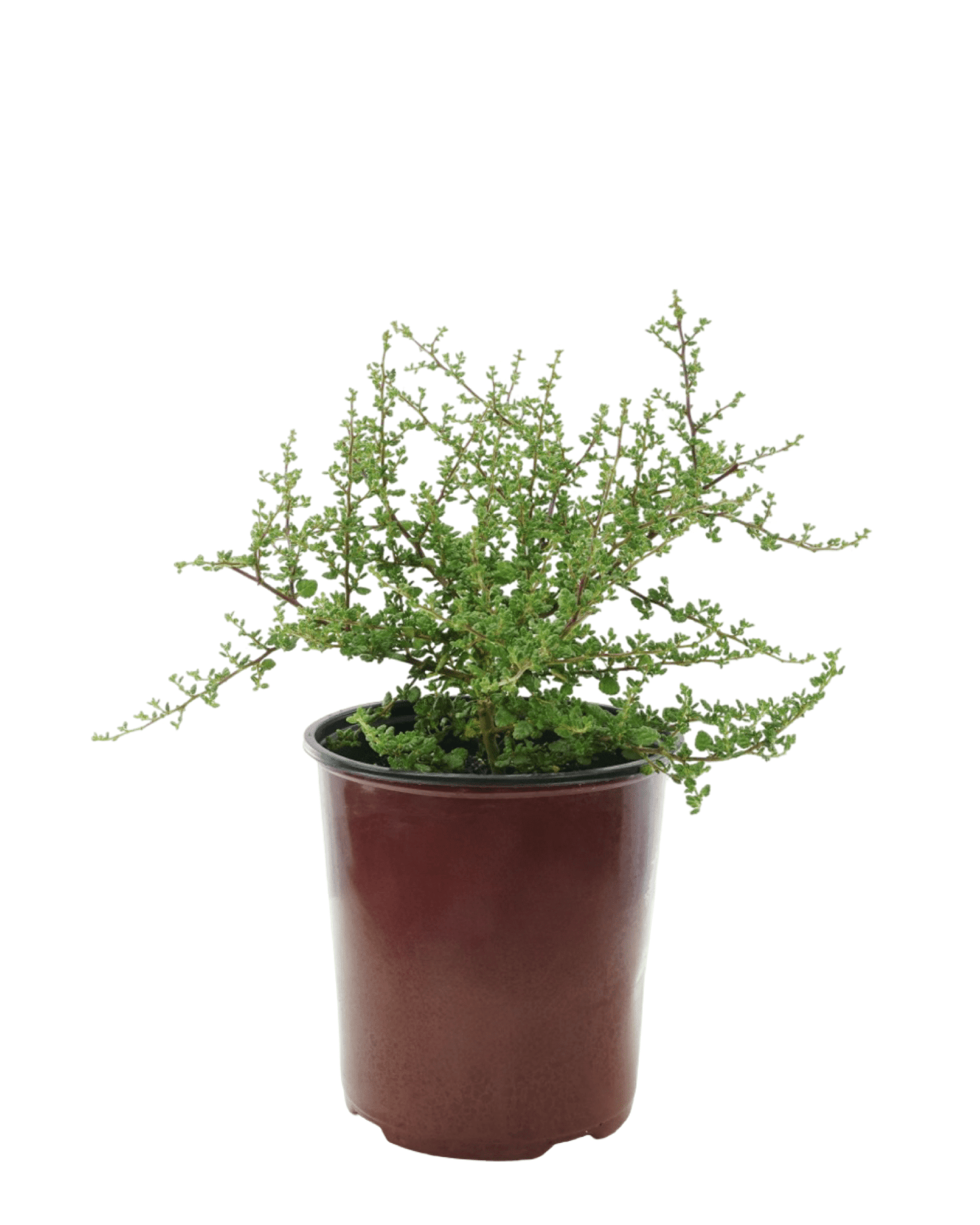 Ceanothus impressus 'Vandenberg' - The Garden Corner