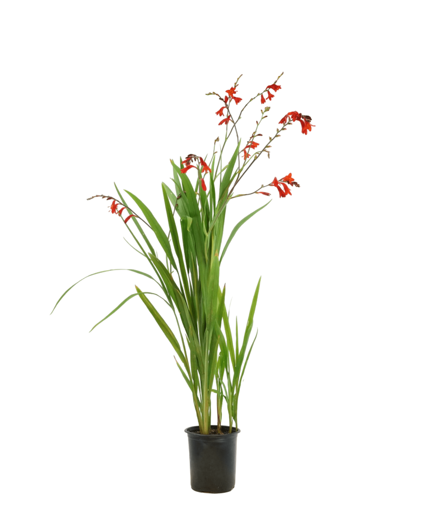 can you plant crocosmia in pots Crocosmia 'Fire King' – The Garden Corner