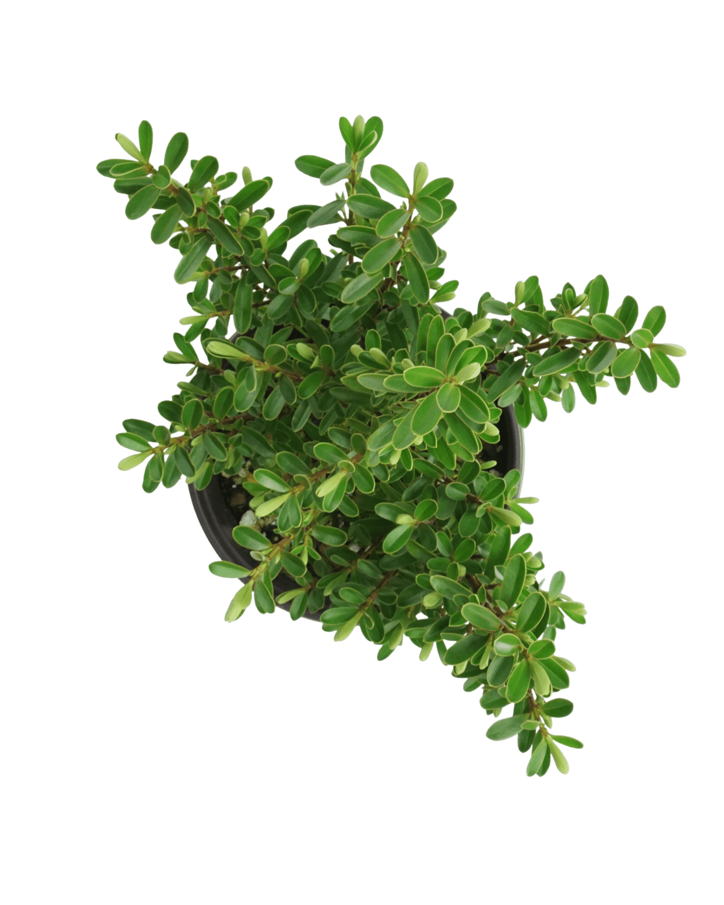 Hebe buxifolia 'Patty's Purple' - The Garden Corner