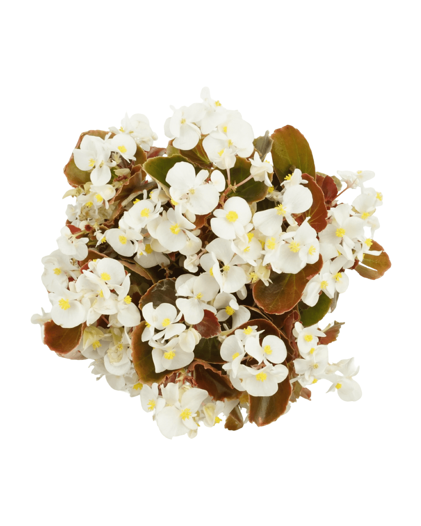 Begonia 'Cocktail Bronze Whiskey' - The Garden Corner