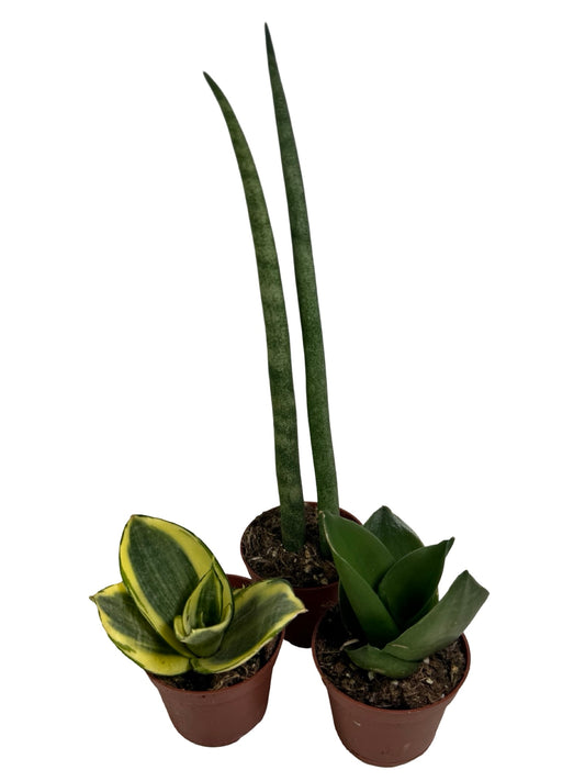 Sansevieria Assorted -
