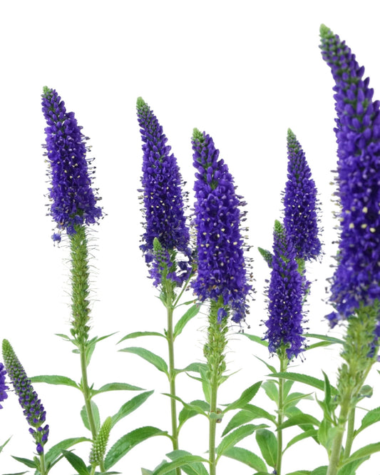 Veronica longifolia 'Marietta' - The Garden Corner