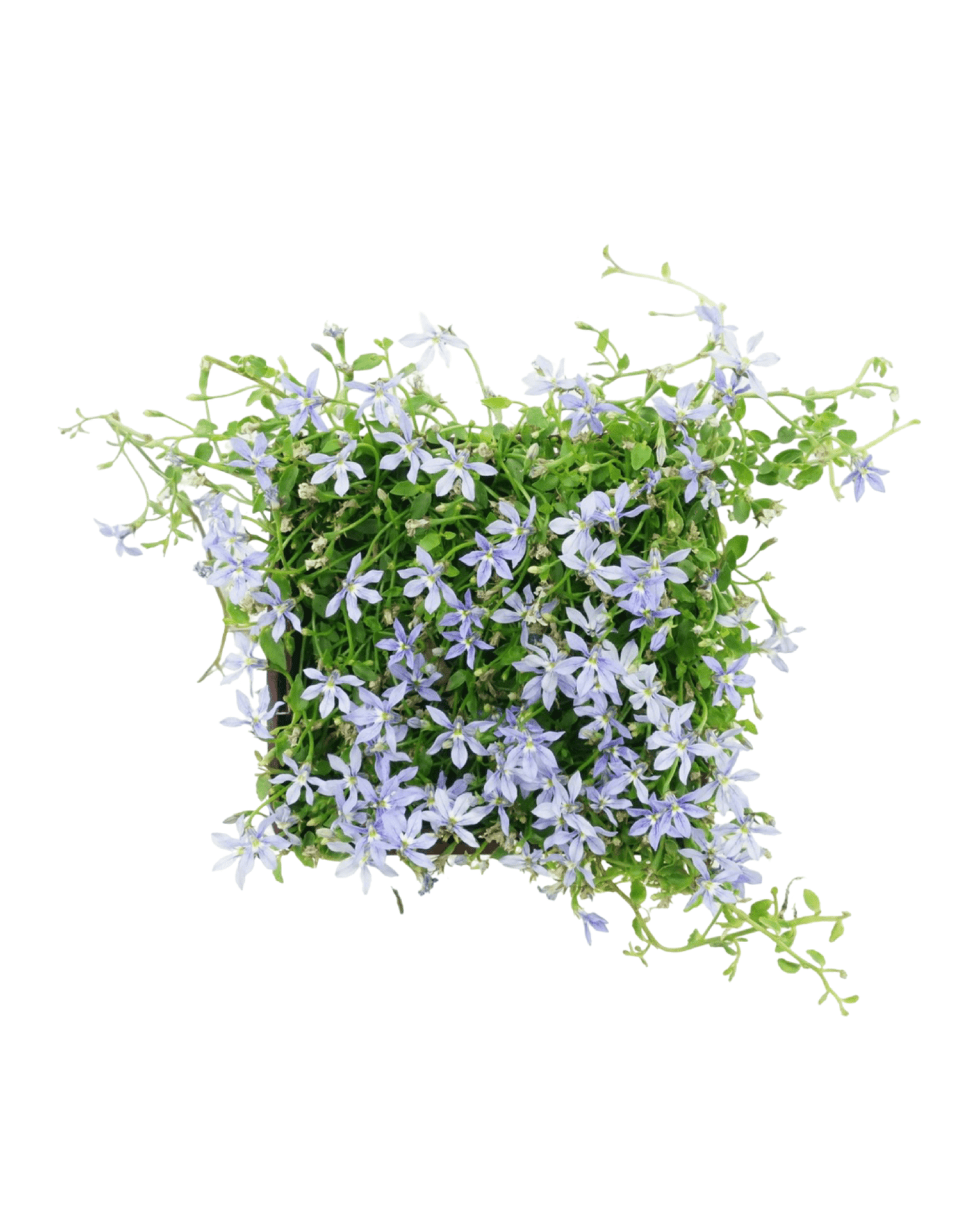 Pratia pedunculata 'Celestial Spice' - The Garden Corner