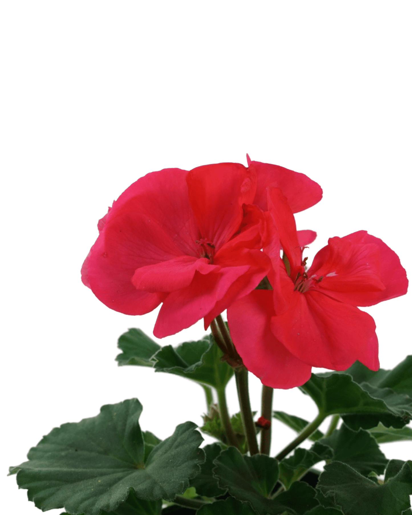 Geranium Zonal ‘Moonlight Salmon’ - The Garden Corner