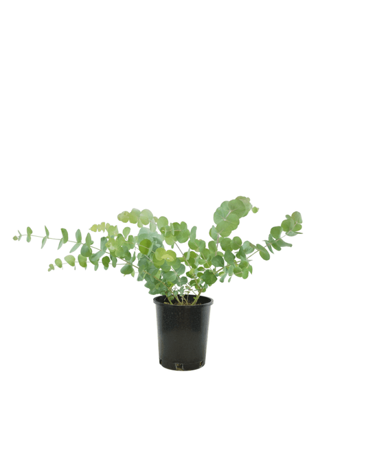 Eucalyptus cinerea - The Garden Corner