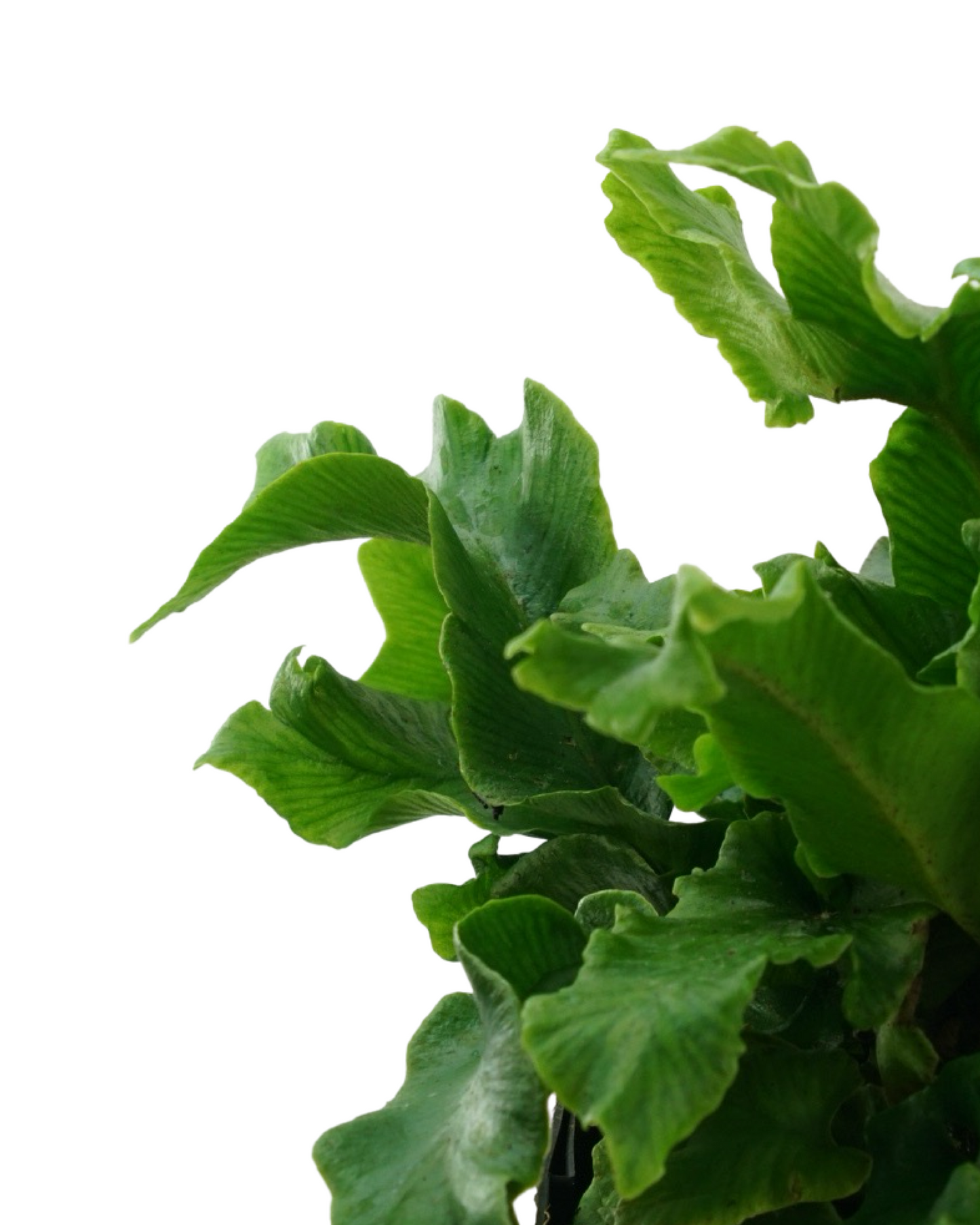 Asplenium scolopendrium 'Furcata'