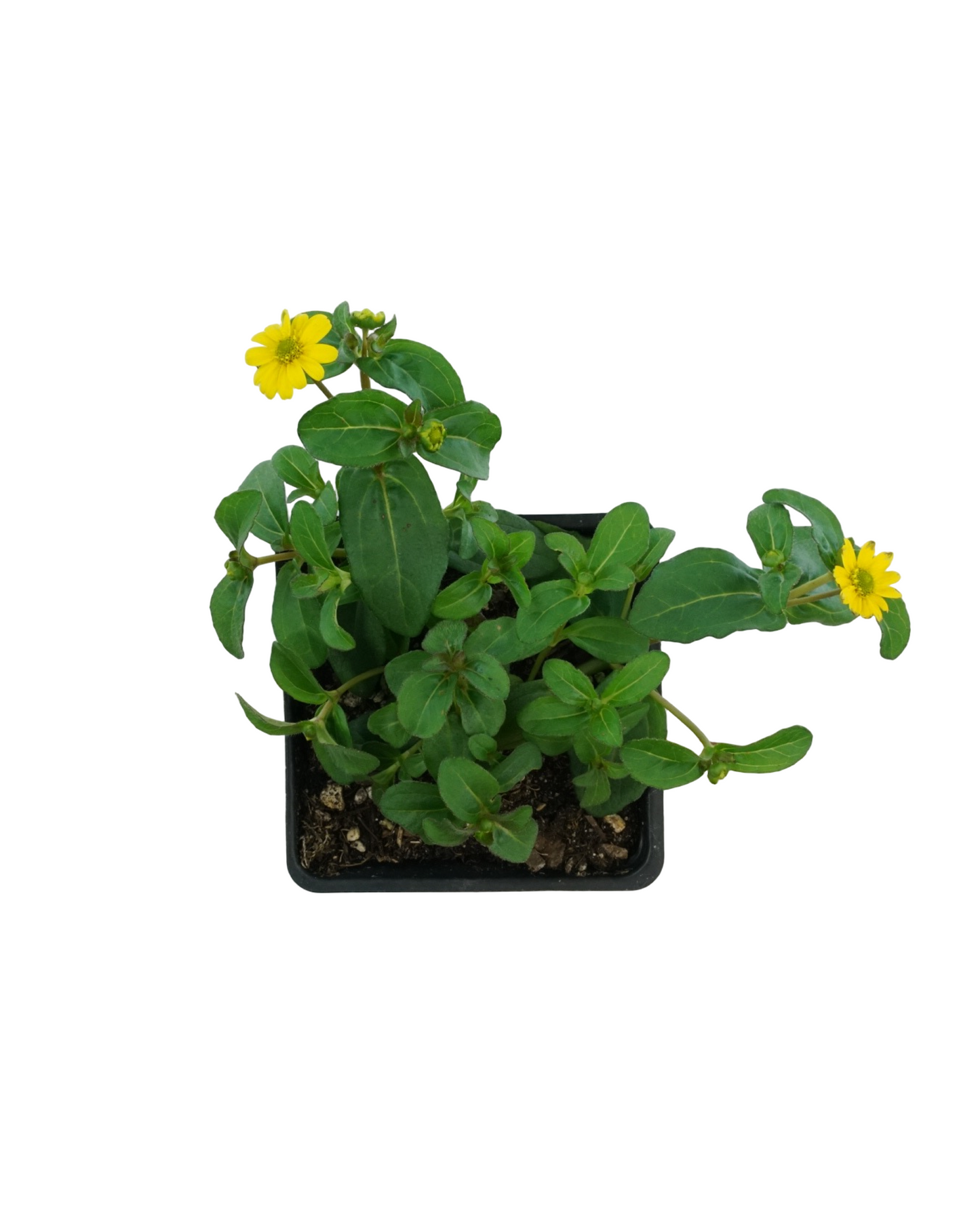 Sanvitalia 'Tsavo Yellow'
