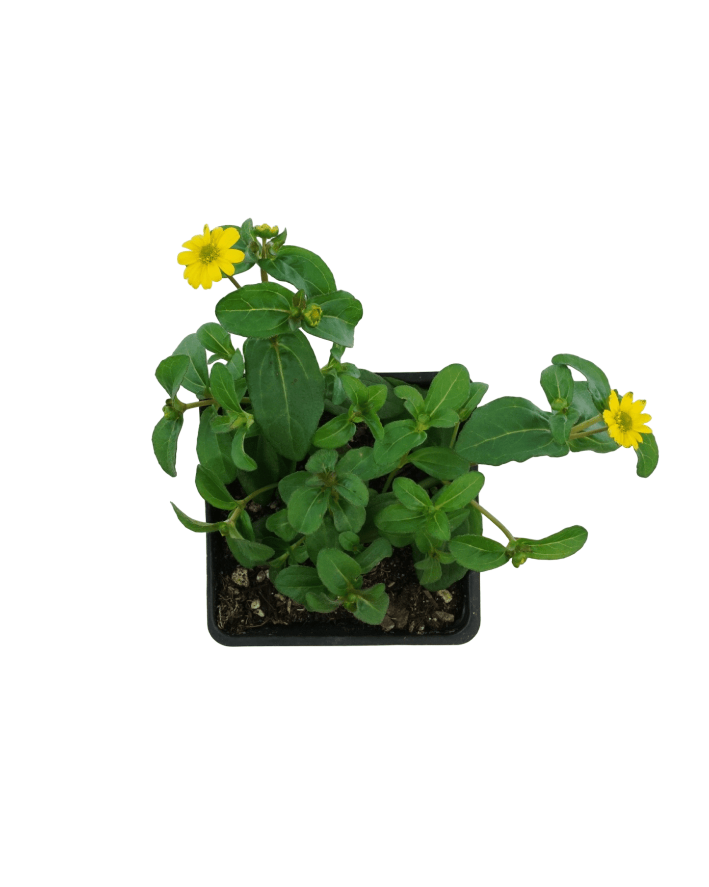 Sanvitalia 'Tsavo Yellow' - The Garden Corner