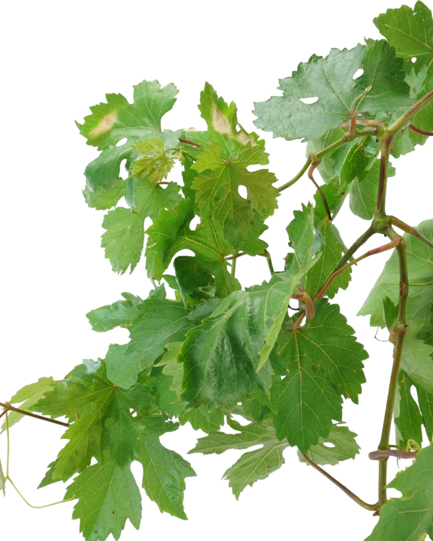 Vitis vinifera 'Flame Seedless'