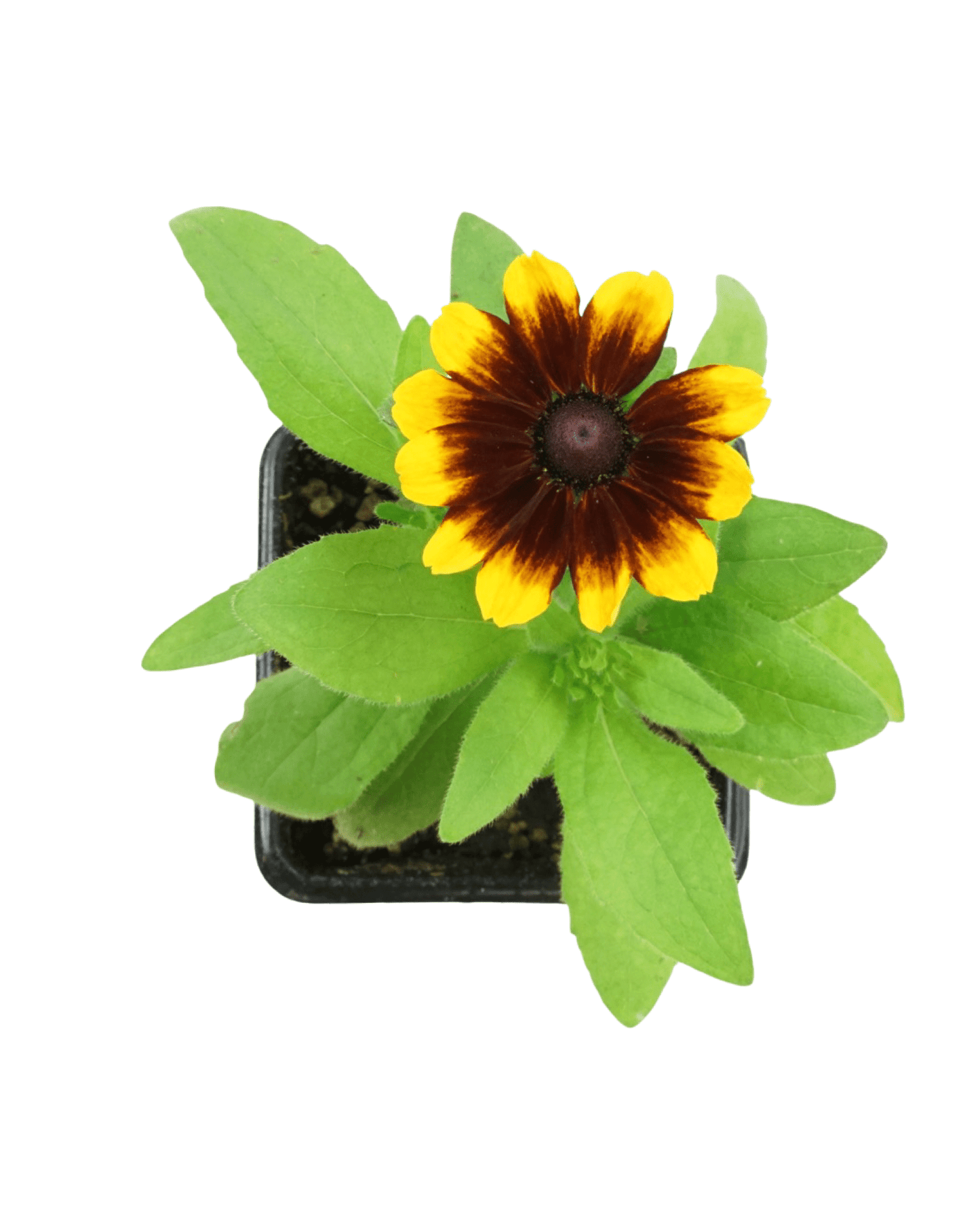 Rudbeckia 'Toto' Mix - The Garden Corner