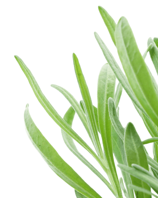 Lavandula x intermedia 'Provence' - The Garden Corner