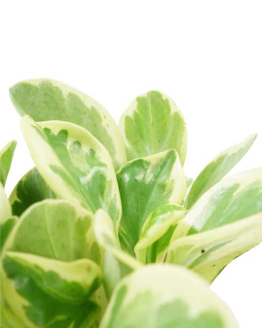 Peperomia obtusifolia 'Marble'