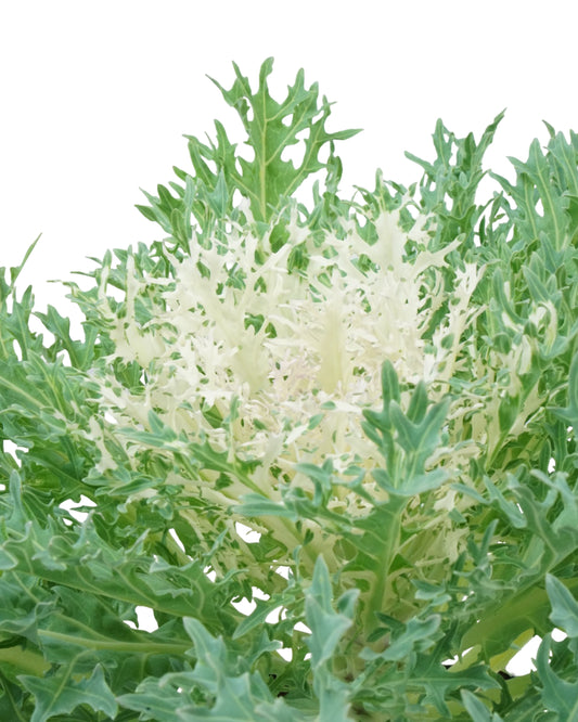 Kale 'Peacock White'