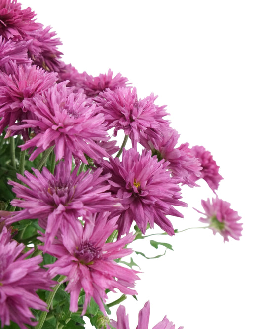 Chrysanthemum 'Arlette Purple'