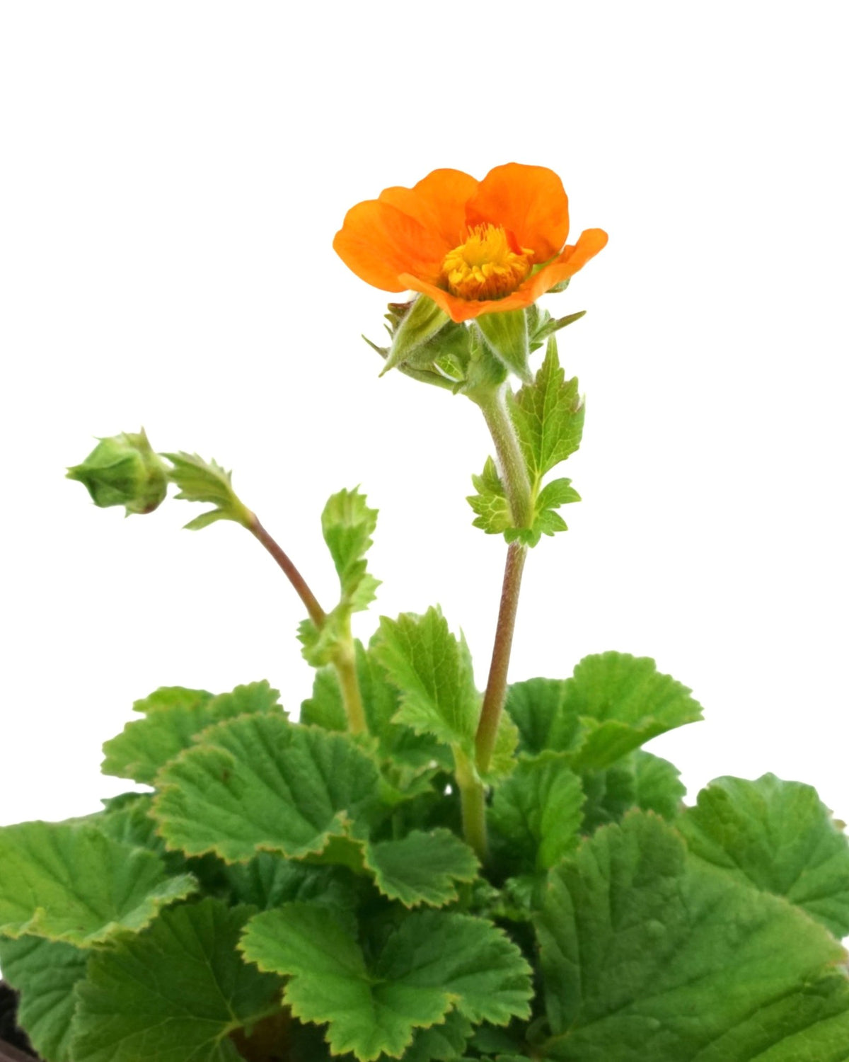 Geum 'Queen of Orange' - Perennials