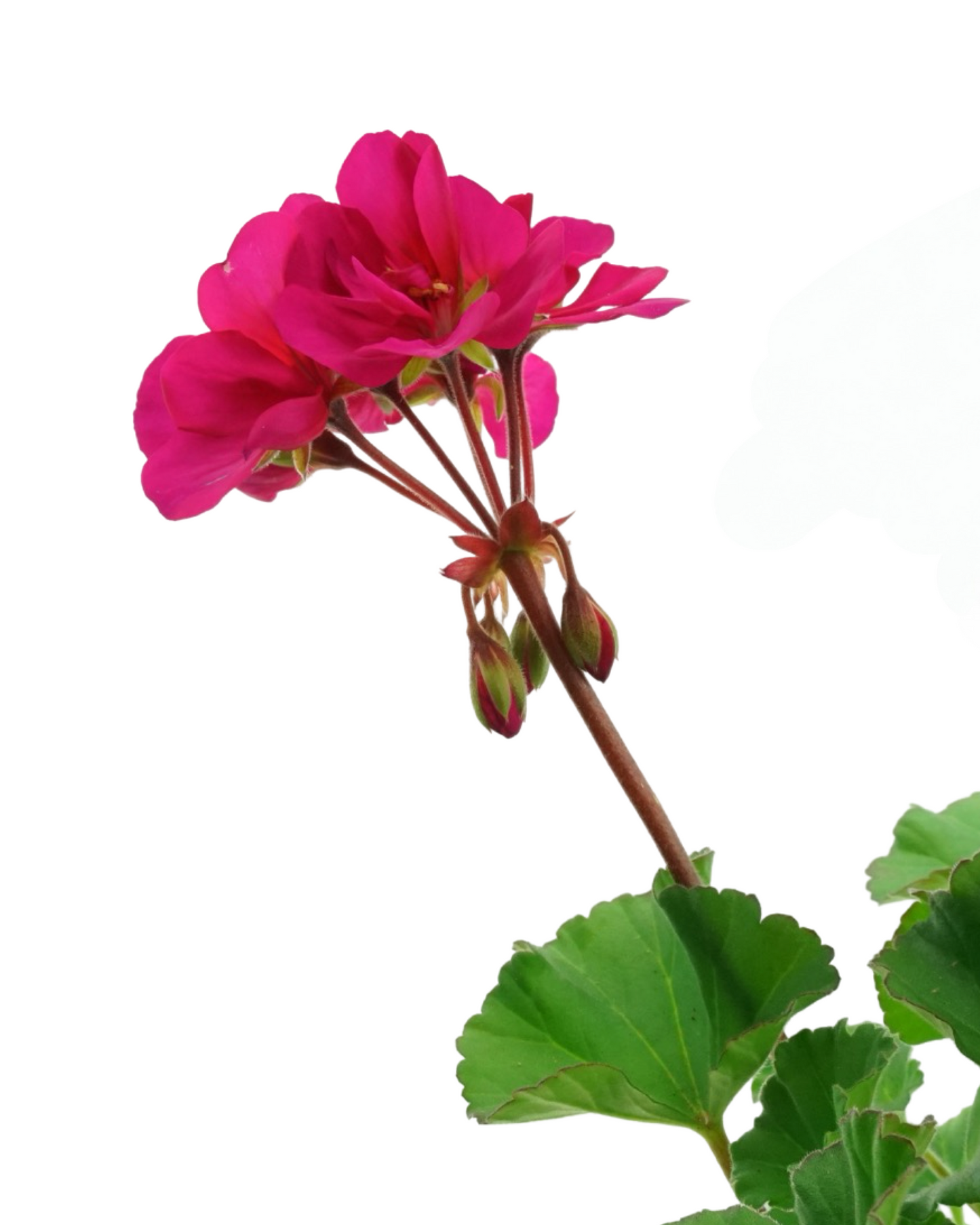 Geranium Zonal 'Tango Violet'