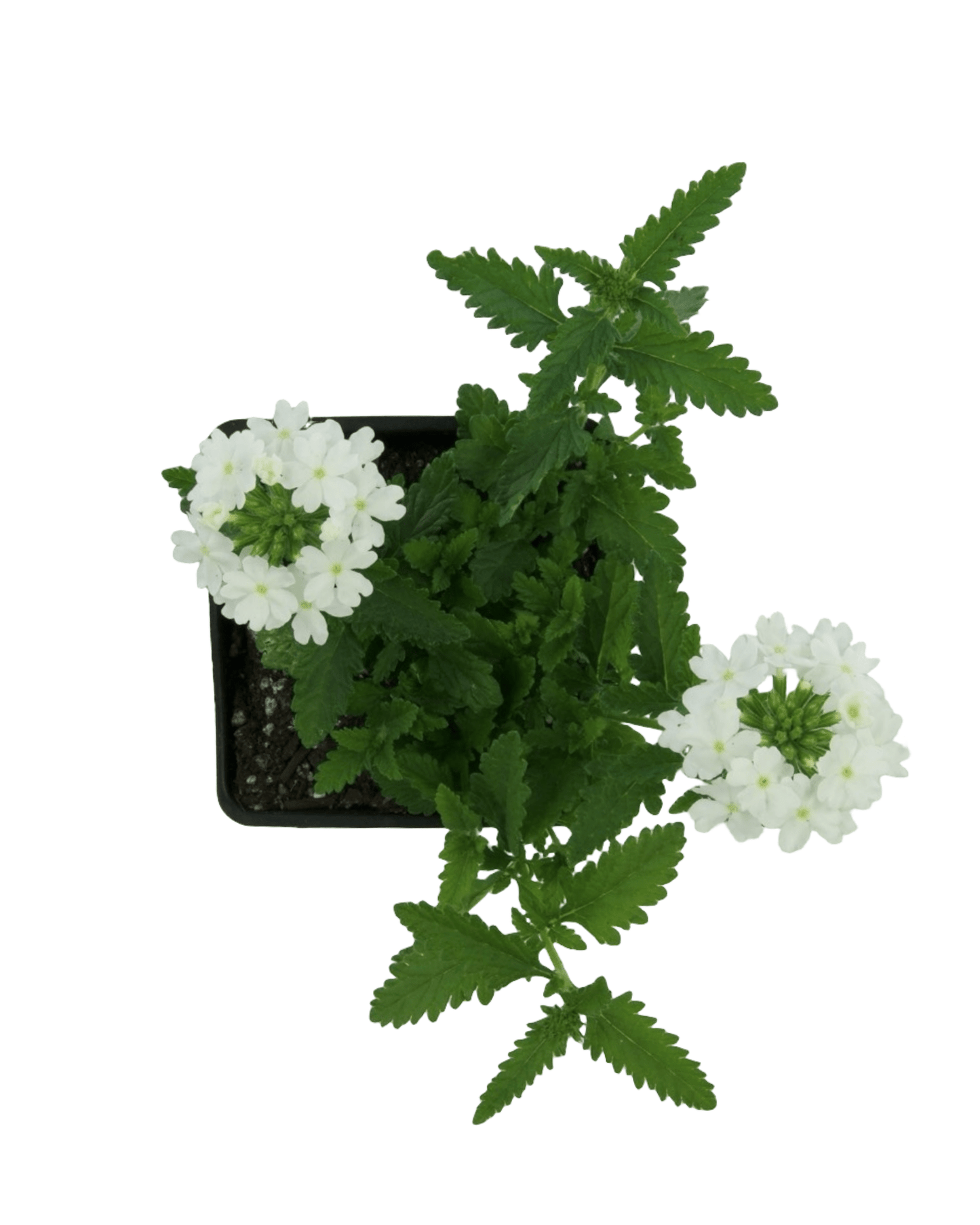 Verbena 'Firehouse White - The Garden Corner